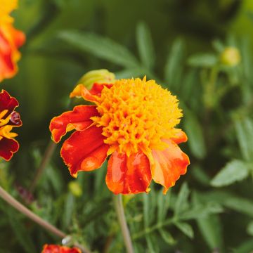 Studentenblume Orange Flame
