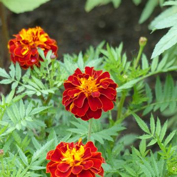 Studentenblume Konstance