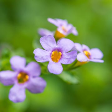 Schneeflockenblume Blutopia Blue (Samen) - Bacopa cordata
