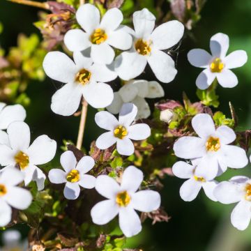 Schneeflockenblume Snowtopia White (Samen) - Bacopa cordata