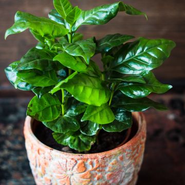 Arabica-Kaffee (Samen) - Coffea arabica