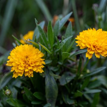 Großblumige Mädchenauge Early Sunrise (Samen) - Coreopsis grandiflora