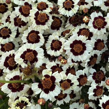 Färber-Mädchenauge Corusco Cream (Samen) - Coreopsis tinctoria