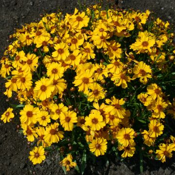 Färber-Mädchenauge Corusco Gold (Samen) - Coreopsis tinctoria