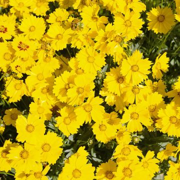 Großblumige Mädchenauge Mayfield Giants (Samen) - Coreopsis grandiflora 