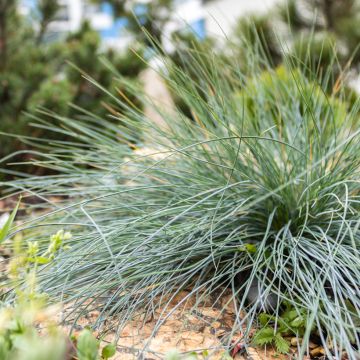 Blau-Schwingel (Samen) - Fetuca glauca