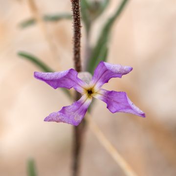 Levkoje (Samen) - Matthiola longipetala bicornis
