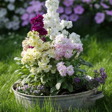 Levkoje Mix (Samen) - Matthiola incana