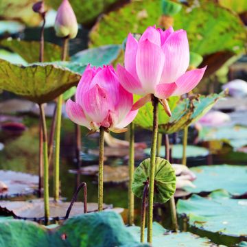 Nelumbo nucifera (Samen) - Indische Lotosblume