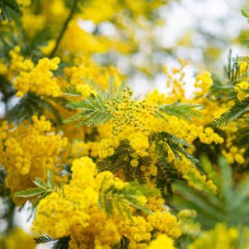 Acacia dealbata (Samen) - Silber-Akazie