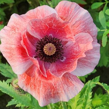 Schlaf-Mohn nigrum - Papaver somniferum