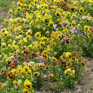 Stiefmütterchen Frou Frou BIO (Samen) - Viola x wittrockiana