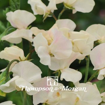Duftwicke Cream Southborne (Samen) - Lathyrus odoratus