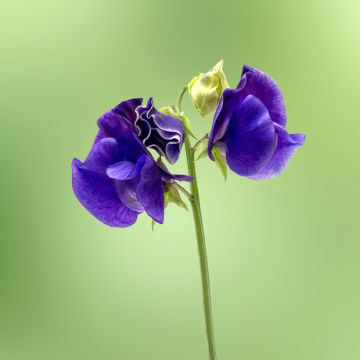 Duftwicke King Size Navy Blue (Samen) - Lathyrus odoratus
