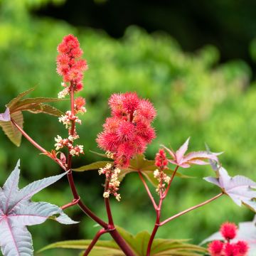 Ricinus communis (Samen) - Rizinus