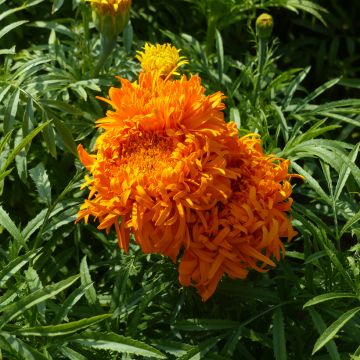Aufrechte Studentenblume Fantastic Orange (Samen) - Tagetes