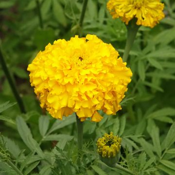 Aufrechte Studentenblume Lemon Mum (Samen) - Tagetes