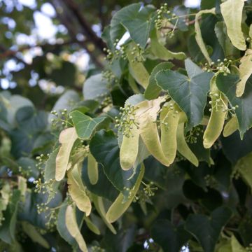 Winter-Linde (Samen) - Tilia cordata