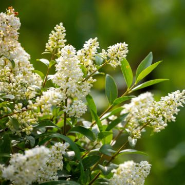 Gemeiner Liguster (Samen) - Ligustrum vulgare