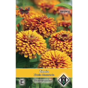 Garten-Zinnie Macarenia (Samen)