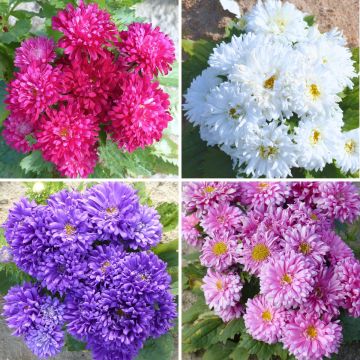 Sommeraster Kleurentapijt (Samen) - Callistephus chinensis
