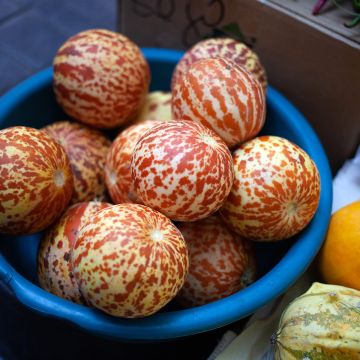 Melone Queen Anne's Pocket  (Samen)