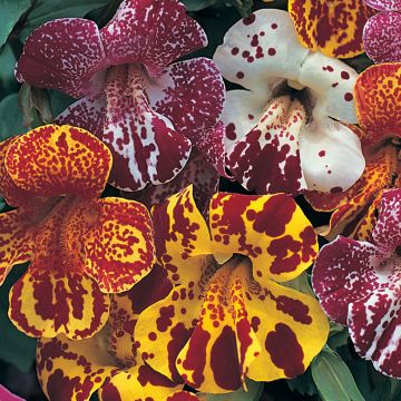 Gauklerblume Calypso F1 (Samen) - Mimulus
