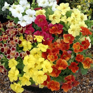 Gauklerblume Maximus Mixed (Samen) - Mimulus