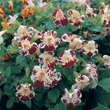 Gauklerblume Monkey Magic (Samen) - Mimulus