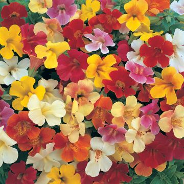 Gauklerblume Mystic Mixed (Samen) - Mimulus