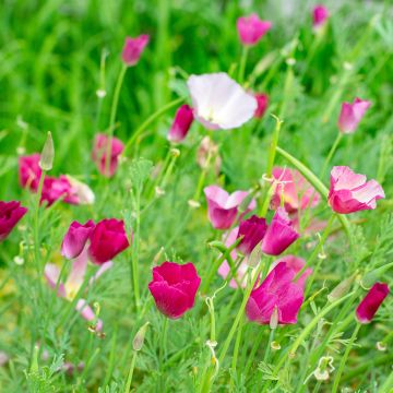 Goldmohn Carmine King (Samen) - Eschscholzia californica