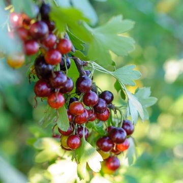 Jostabeere Jostaberry