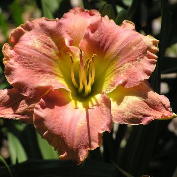Hemerocallis Awash with Color - Taglilie
