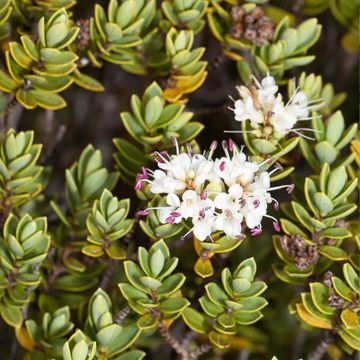 Hebe topiaria  - Strauchveronika