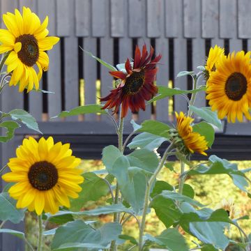 Gemeine Sonnenblume Evening Sun - Helianthus