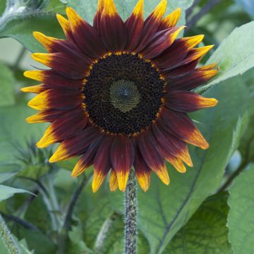 Gemeine Sonnenblume F1 Schock-o-Lat - Helianthus