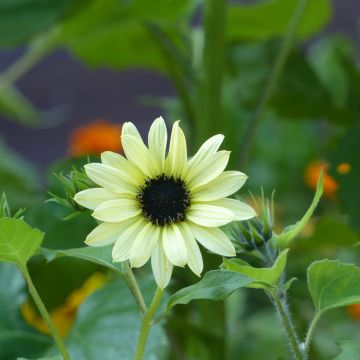 Sonnenblume Soluna Cream (Samen) - Helianthus
