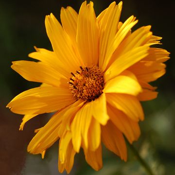Heliopsis helianthoides Summer Sun - Héliopsis faux hélianthe 