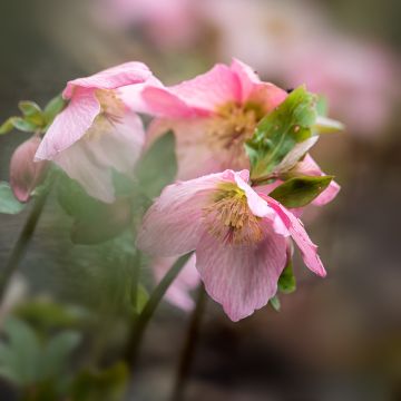 Helleborus orientalis Walberton's Rosemary