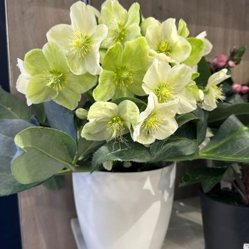 Helleborus (x) ericsmithii  Sid Ice - Nieswurz