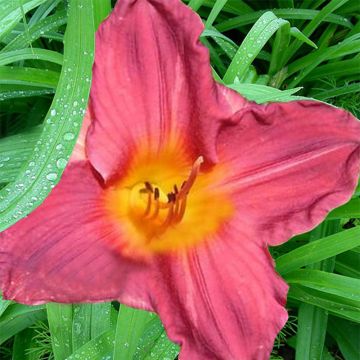 Hemerocallis Carnival Flair - Taglilie