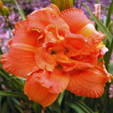 Hemerocallis Rose Corsage - Taglilie