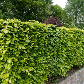 Hêtre commun - Fagus sylvatica Hêtre commun - Fagus sylvatica