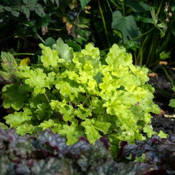 Heuchère - Heuchera Lime Marmalade Heuchère - Heuchera Lime Marmalade