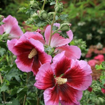 Garten-Hibiscus Hibisa Cocktail - Hibiscus syriacus