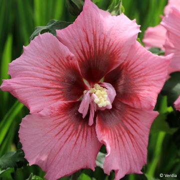 Garten-Hibiscus Hibisa Rosada - Hibiscus syriacus