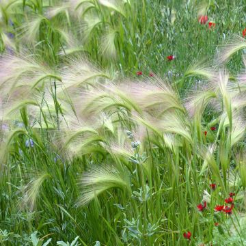 Hordeum jubatum (Samen) - Mähnen-Gerste
