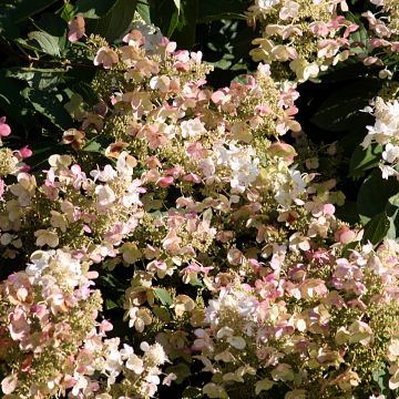 Hortensia  - Hydrangea paniculata Burgondy Lace