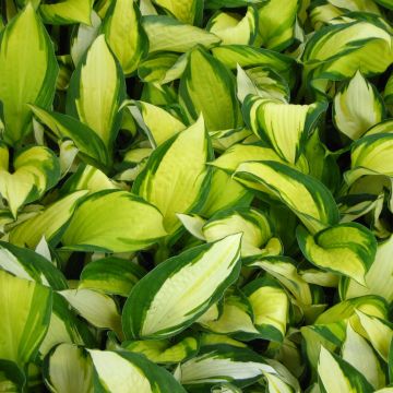 Hosta Color Festival - Garten-Funkie