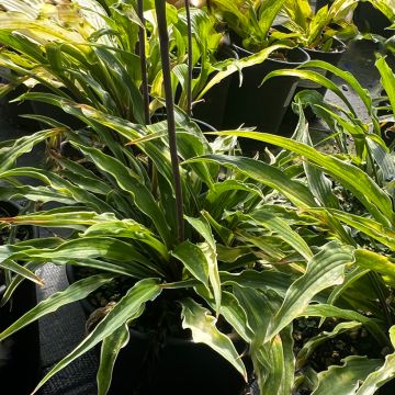 Hosta Curly Fries